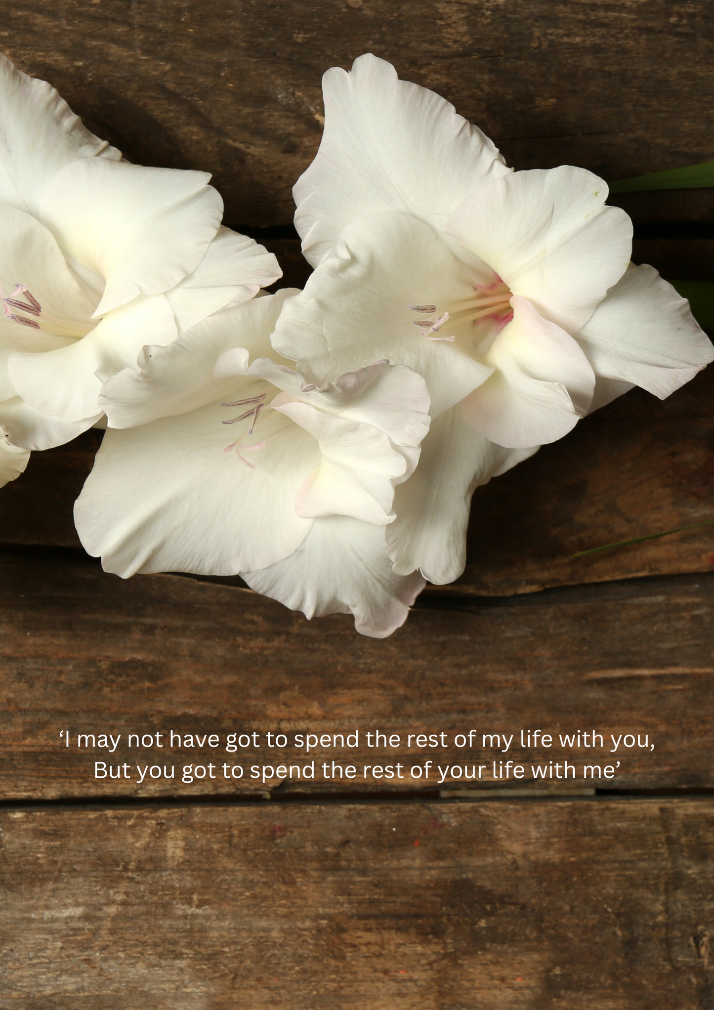 Gladiolus, I May Not Have...